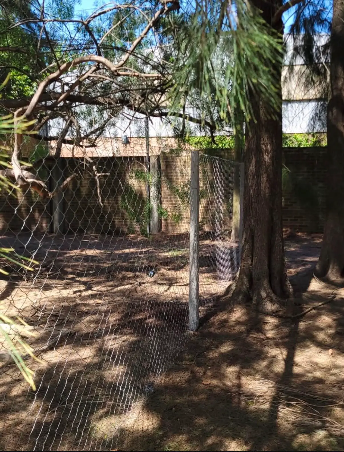 El mismo alambrado siguiendo la línea de un muro de ladrillo, entre pinos y a la sombra